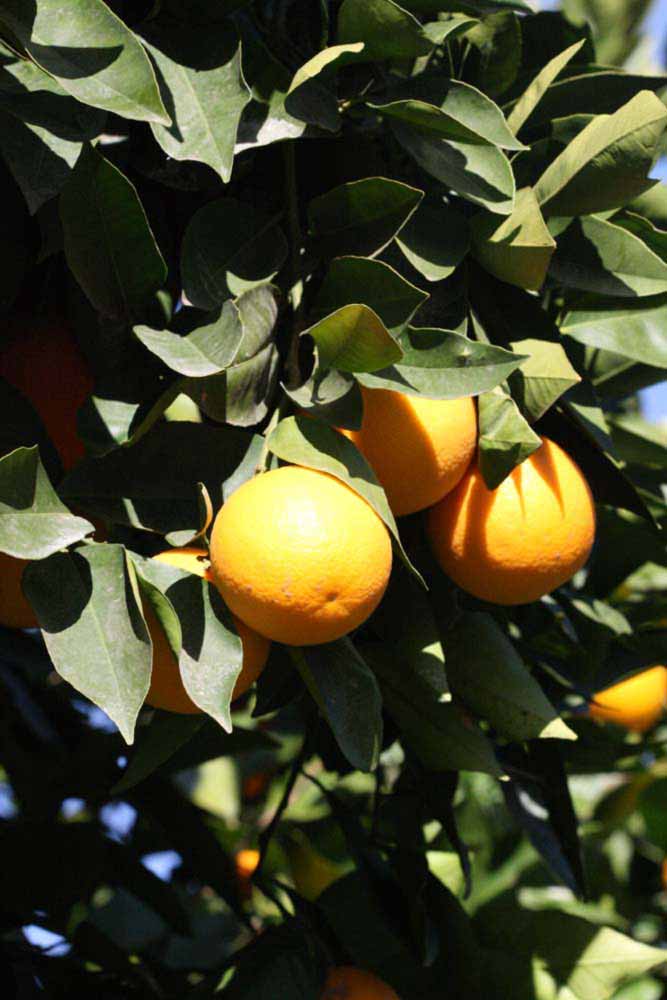            Fruit (Riverside, CA)   